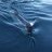 Black Marlin